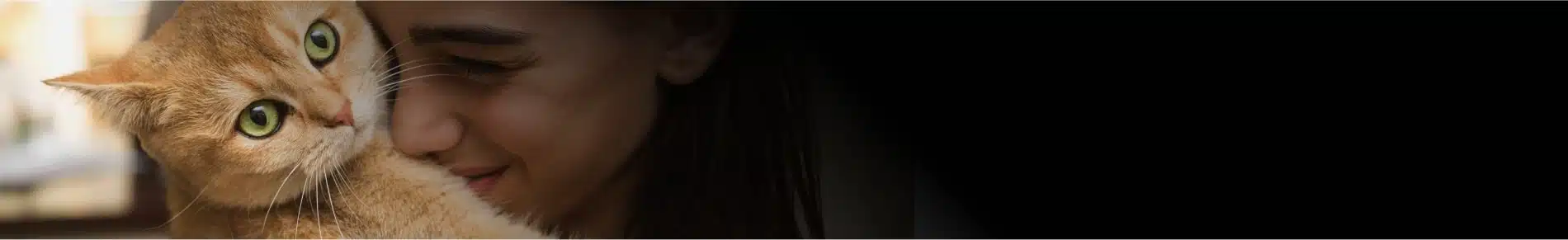 מזון לחתולים