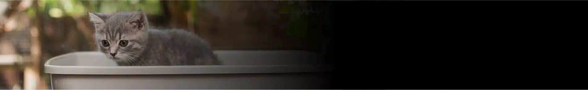 חול לחתולים