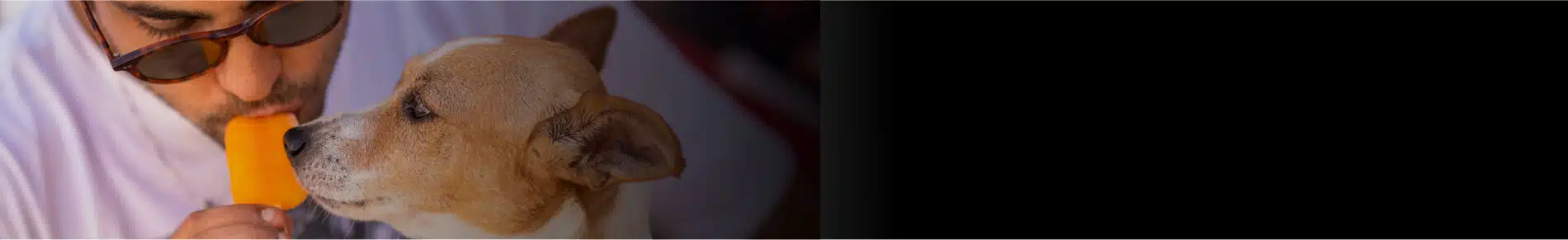 אוכל רטוב לכלבים