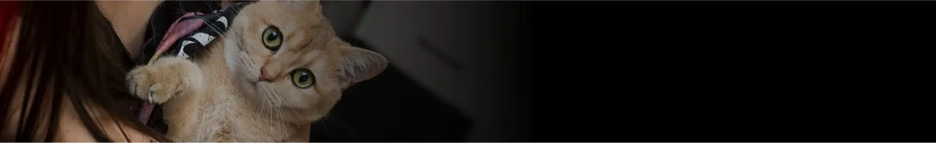 אוכל רטוב לחתול