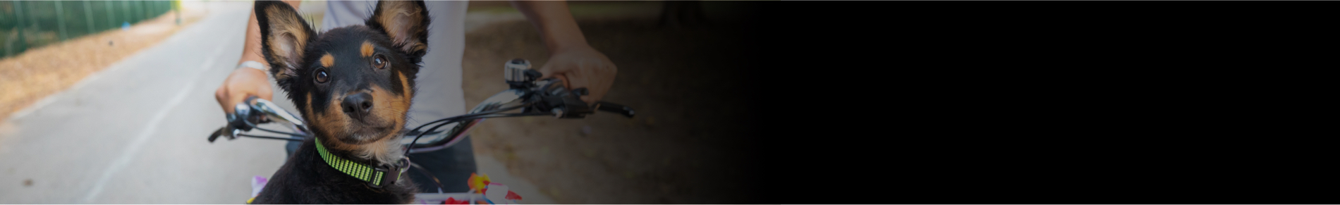 חטיפים לכלבים