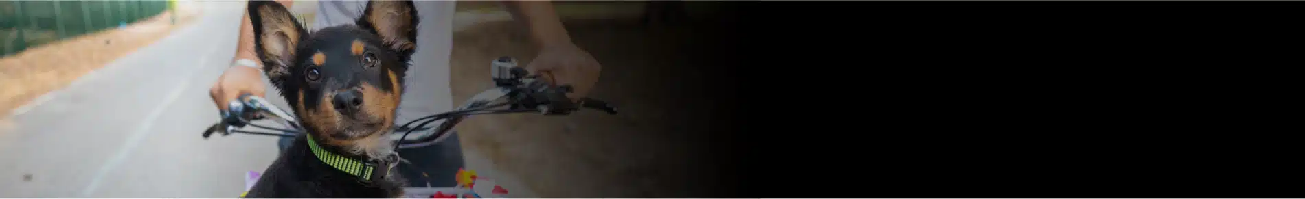 חטיפים לכלבים