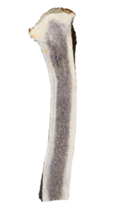 קרן אייל חתוכה מידה M