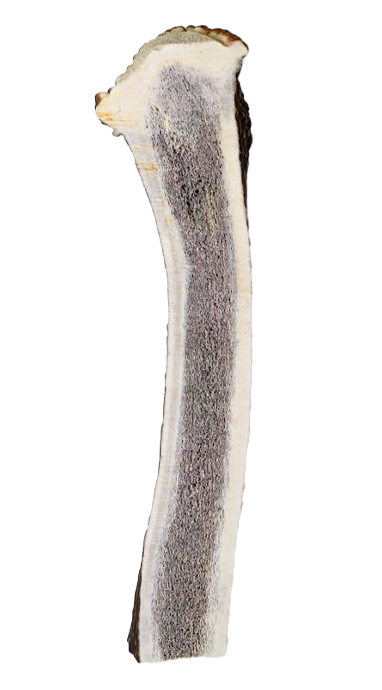 קרן אייל חתוכה מידה M