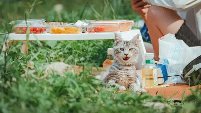 מה אסור לחתולים לאכול