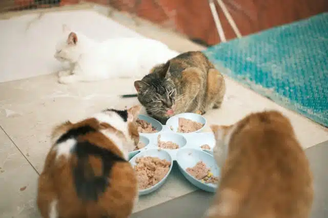רטוב לעומת יבש cat food