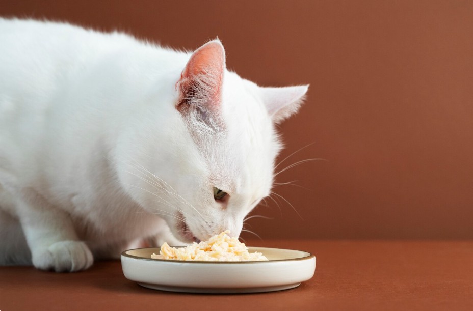 מרכיבים חשובים שיש לחפש במזון בריא לחתולים