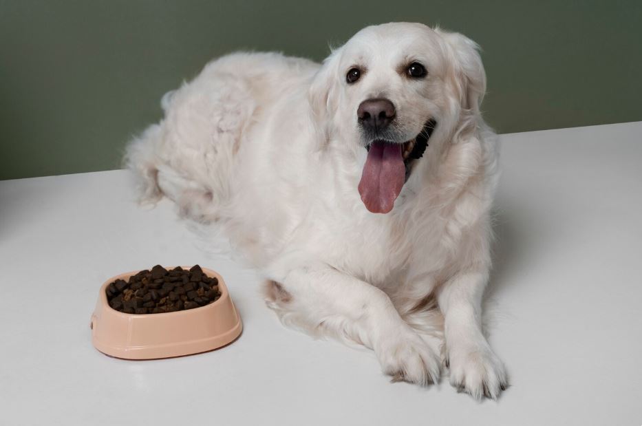 השפעת דיאטה נכונה על משקל ובריאות הכלב