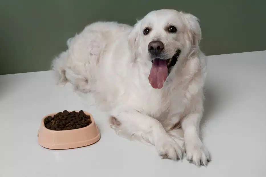 השפעת דיאטה נכונה על משקל ובריאות הכלב