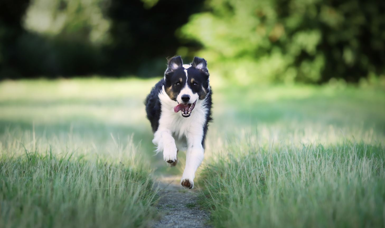 גלוקוזמין לכלבים לתמיכה במפרקים ותנועה בריאה