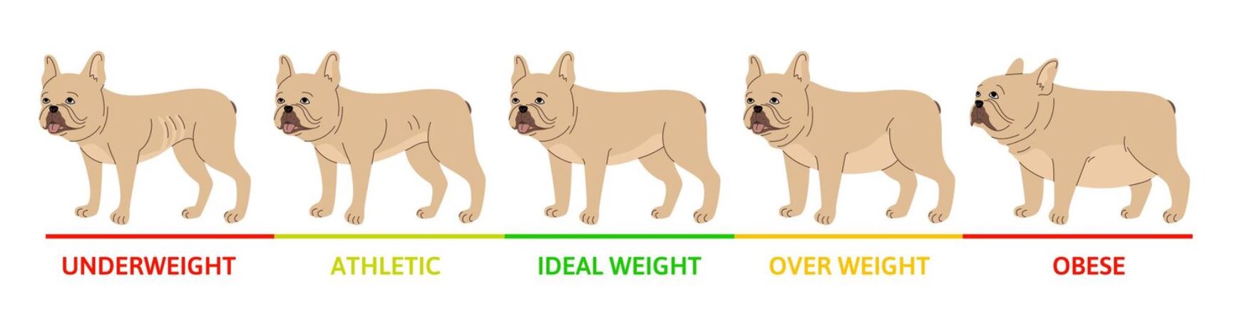 השפעת דיאטה נכונה על משקל ובריאות הכלב